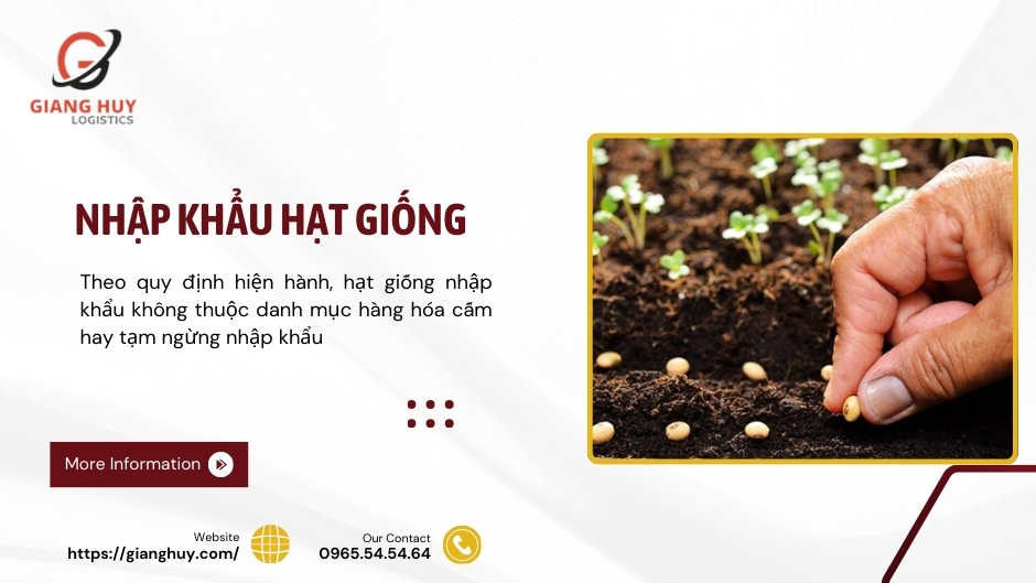 Thủ tục nhập khẩu hạt giống chi tiết từ A-Z cho doanh nghiệp 1 Hạt giống nhập khẩu