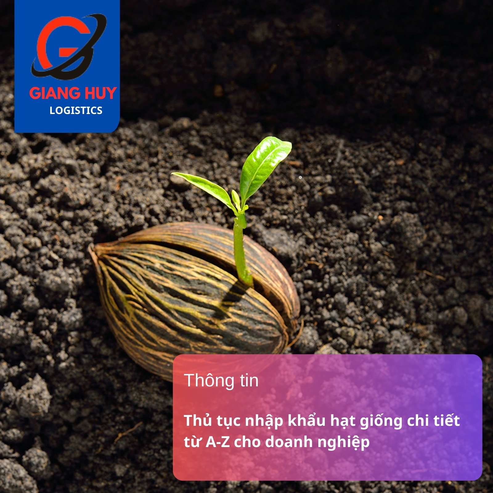 Thủ tục nhập khẩu hạt giống